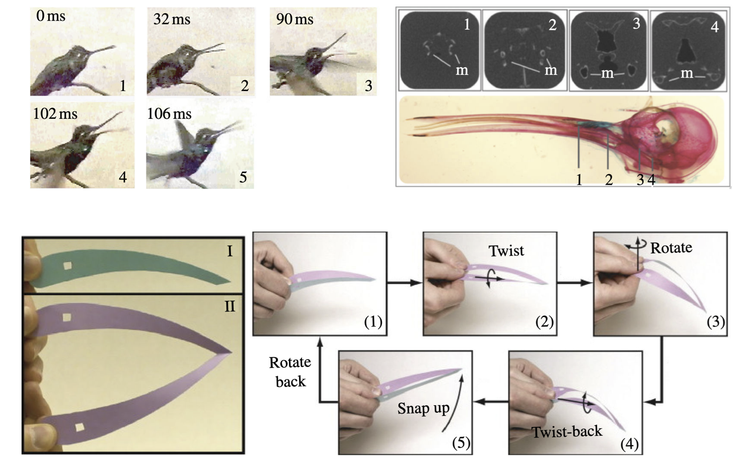 Hummingbird beak inspired soft robotics