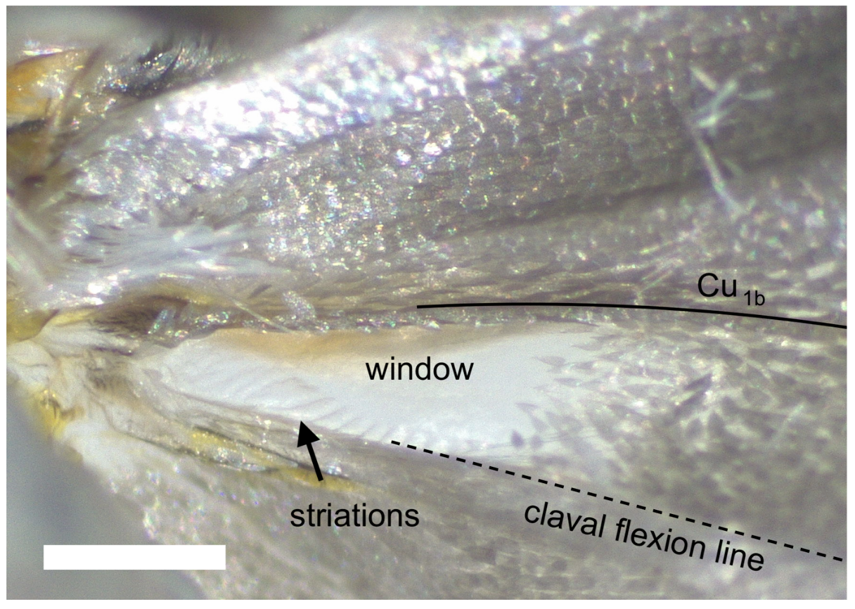 Using origami to explain clicking sounds produced by moths